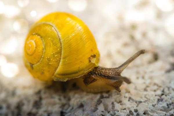 바위에 정원 달팽이 — 스톡 사진