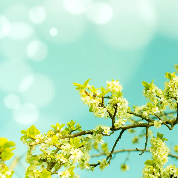 Gałąź drzewa owocowe z kwiatami — Zdjęcie stockowe