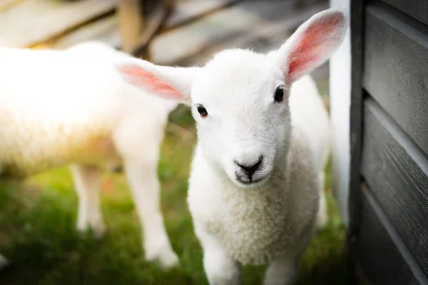 かわいい子羊の Potrait — ストック写真