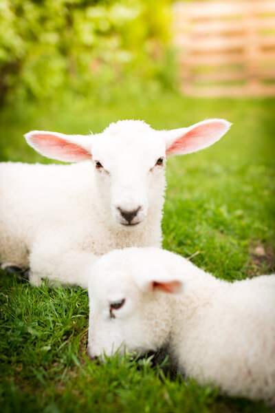 Two lambs on the grass