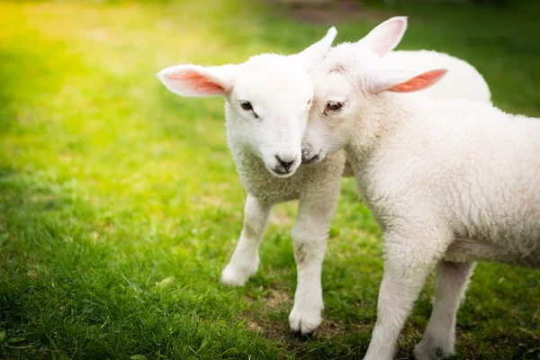 Két bárány hozzábújva a zöld mezőn — Stock Fotó