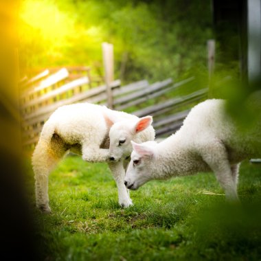 Ön planda bir ağaç iki kuzu