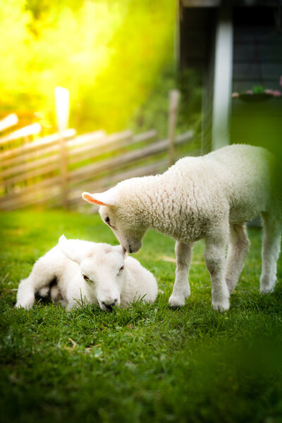 Two lambs with a tree in the foreground