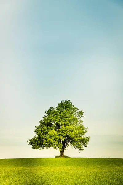 Árbol solitario en un campo verde — Foto de Stock