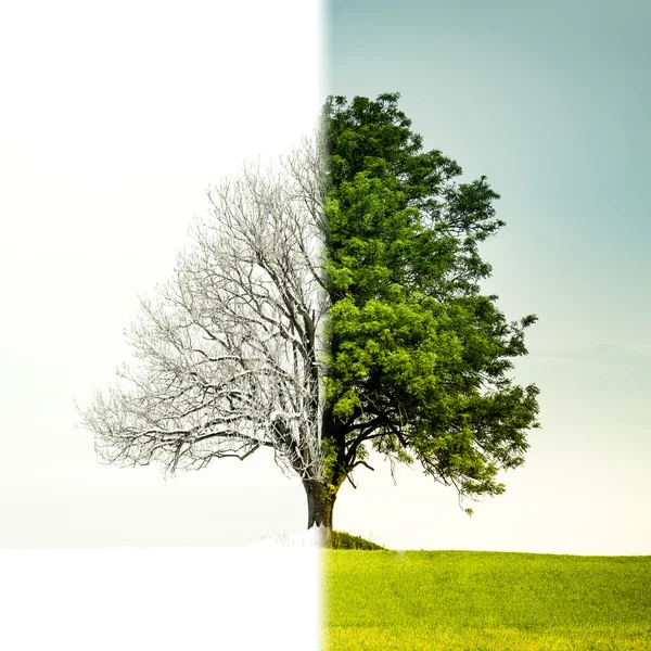 Tree övergången från vinter till sommar — Stockfoto