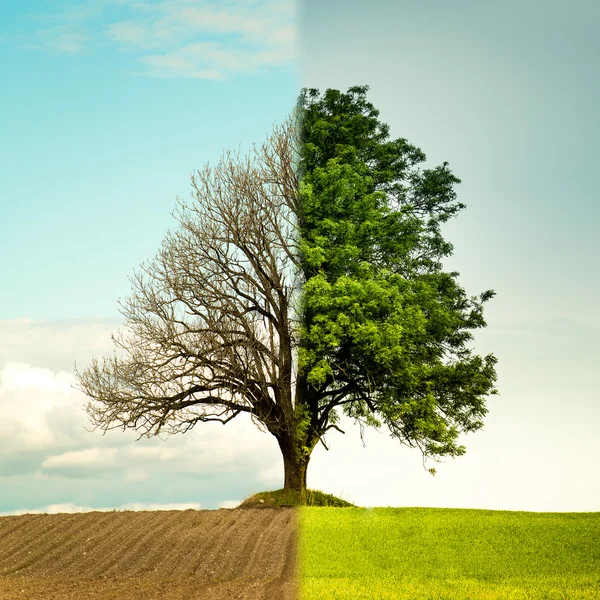 Tree förändring från vår till sommar. — Stockfoto