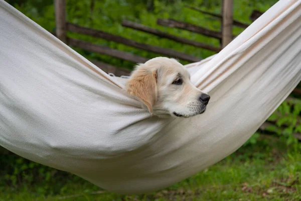 Golden Retriever Descanso Cão Rede Fora — Fotografia de Stock