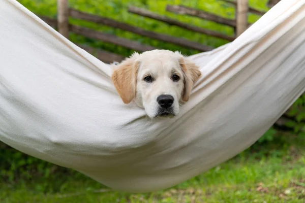 Golden Retriever Descanso Cão Rede Fora — Fotografia de Stock