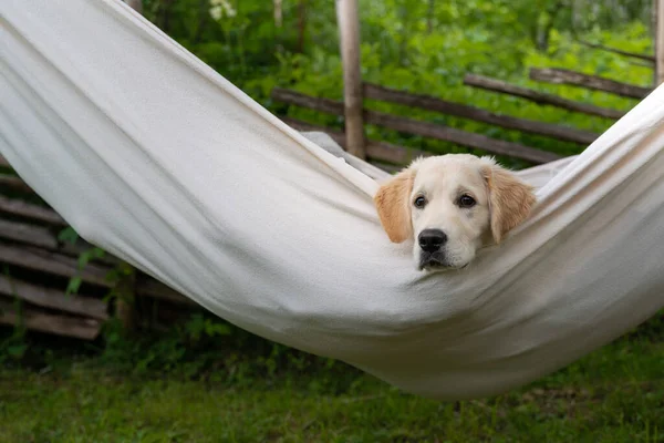 Golden Retriever Σκυλί Ανάπαυσης Στην Αιώρα Έξω — Φωτογραφία Αρχείου