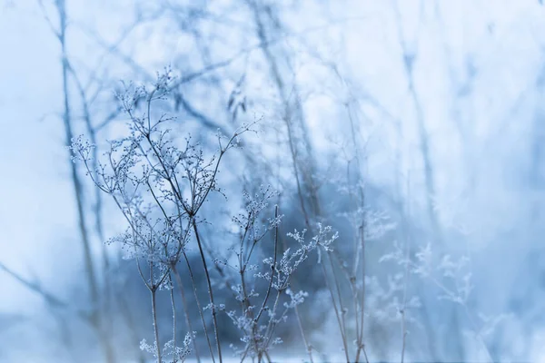 Křišťálové Květy Sněhu Lese Zimě — Stock fotografie