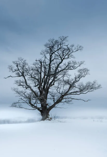 Χειμερινή Σκηνή Μια Μοναχική Βελανιδιά Ένα Χωράφι — Φωτογραφία Αρχείου