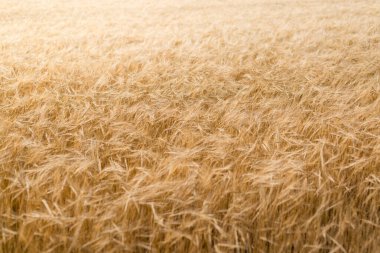 Yaz sonlarında altın arpa tarlası