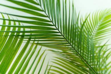 Soyut tropikal palmiye yaprakları arkaplan