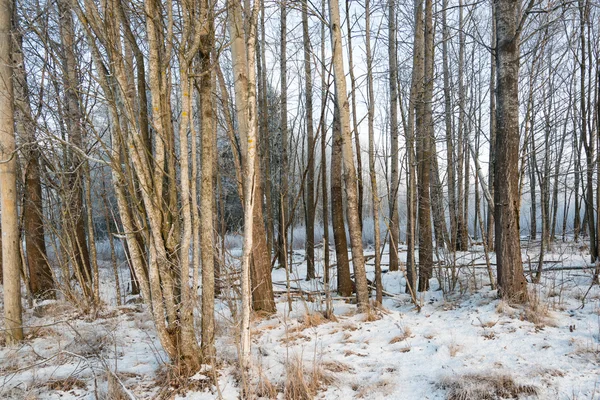 Fagyasztott erdő — Stock Fotó