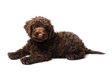 Labradoodle Mini köpek yavrusu