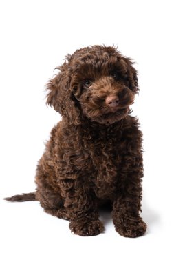 Labradoodle Mini köpek yavrusu