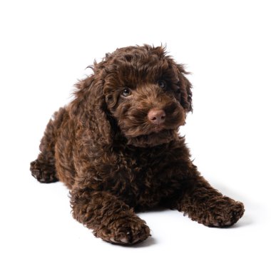 Labradoodle Mini köpek yavrusu