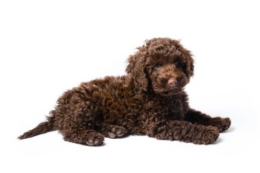Labradoodle Mini köpek yavrusu