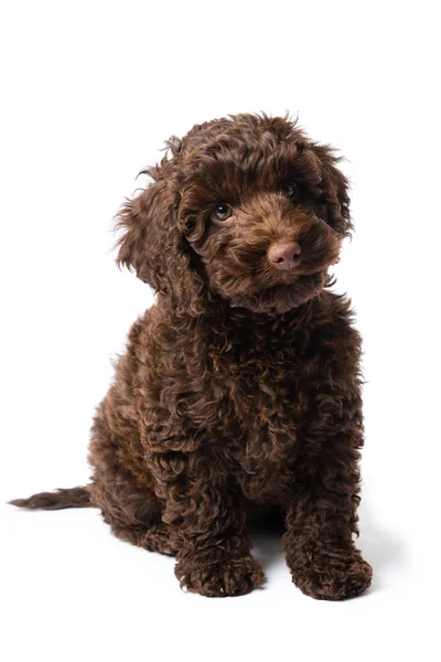 Щеня Labradoodle міні — стокове фото