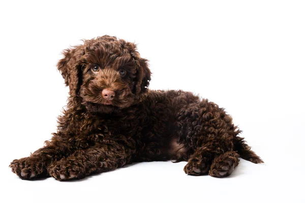 Labradoodle Mini Puppy — Stock Photo, Image