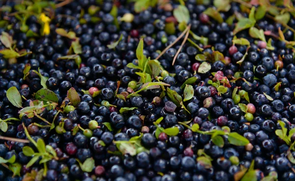 Blaubeeren — Stockfoto