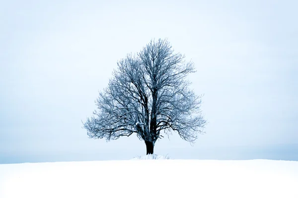 Yalnız ağaç kış manzara ağacında kış peyzaj — Stok fotoğraf