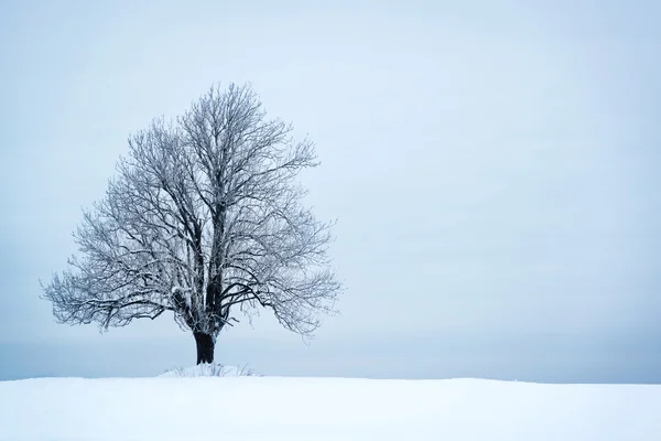 Lonely tree in winter landscape tree in winter landscape Royalty Free Stock Photos