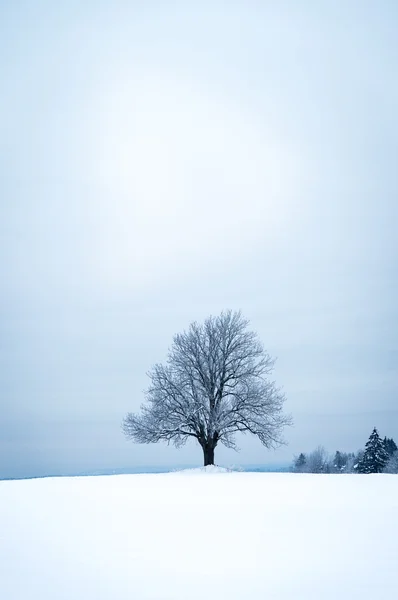 Lonely tree in winter landscape tree in winter landscape Royalty Free Stock Photos