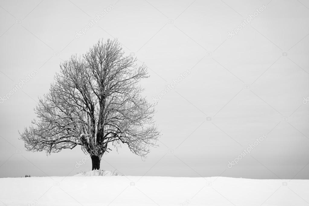 Lonely tree in a field with snow