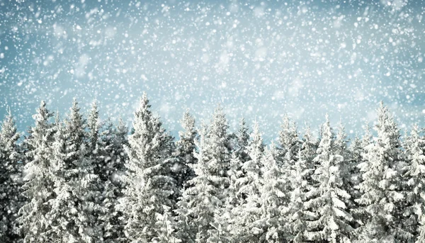 Tło zima śnieg pada w lesie — Zdjęcie stockowe