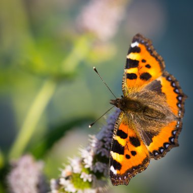 Kral kelebeği bir çiçeğin üzerinde