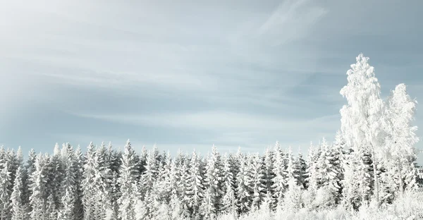 Winter background with snow in the forest — Stock Photo, Image