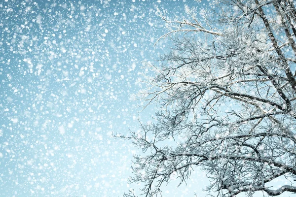 Fondo de invierno mirando hacia arriba en un árbol en un clima nevado —  Fotos de Stock