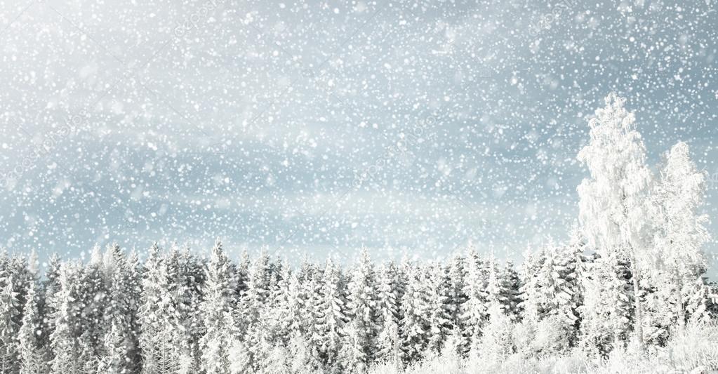 winter background with snowy weather in the forest