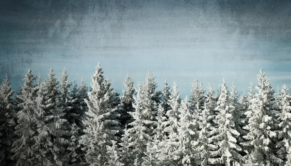 Winter background forest with snow — Stock Photo, Image