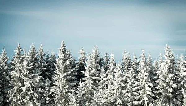 Forêt de fond d'hiver avec neige — Photo