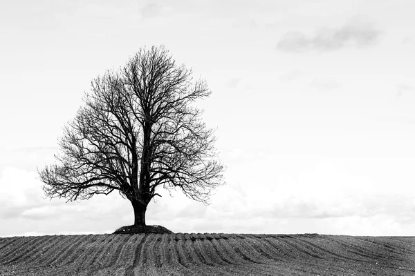 Árbol solitario en un campo blanco y negro —  Fotos de Stock