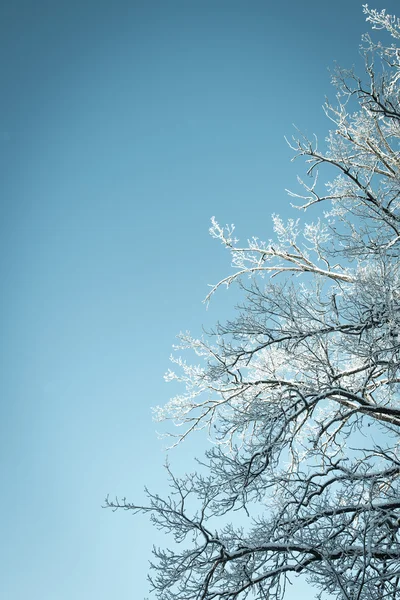 Winter background looking up into a tree — стоковое фото