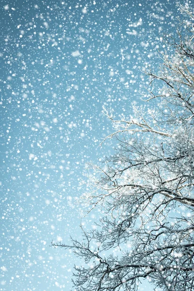 Fondo de invierno mirando hacia arriba en un árbol en un clima nevado —  Fotos de Stock