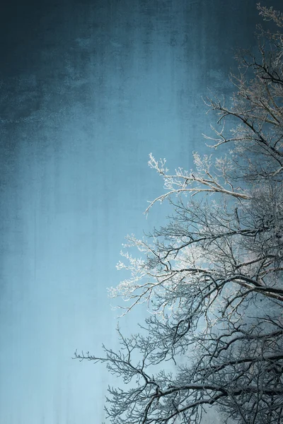 Grunge fondo de invierno con un árbol y un cielo —  Fotos de Stock