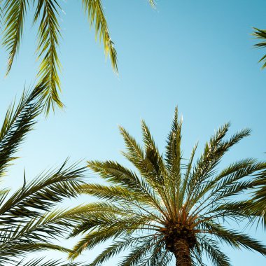 Bir palmiye ağacı ararken