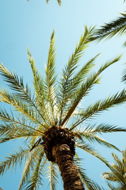 Bir palmiye ağacı ararken