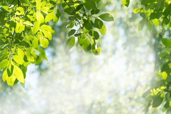 Liść zielony z lasu — Zdjęcie stockowe