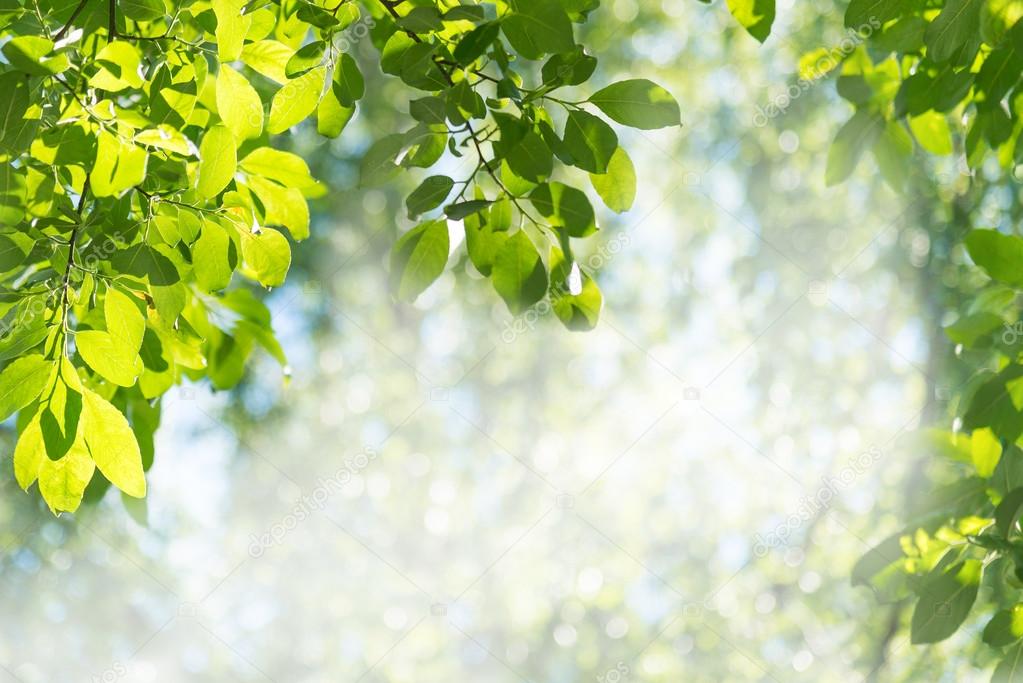 Green leaves against the forest