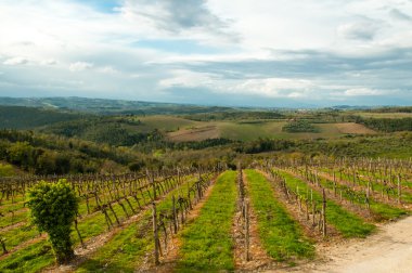 Baharda üzüm bağları