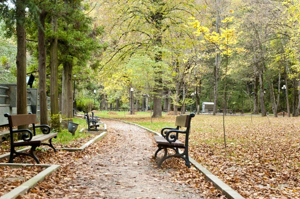 Rote fallblätter und bank gelb wald im park borjomi georgia lizenzfreie Stockfotos