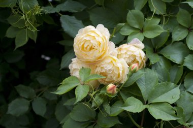 Sarı Gül bahçesinde, Bulgaristan