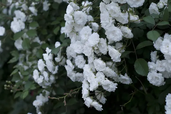 Witte rozen op de tuin van Bulgarije — Stockfoto