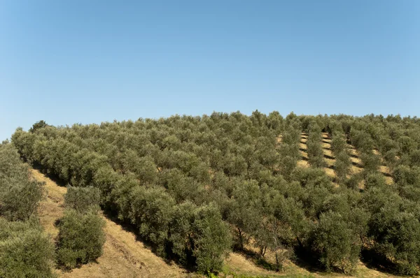 Huile d'olive Vue sur la ferme des arbres à Vinci, Italie — Photo