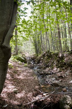 derin yeşil orman Vitosha dağlarda, Sofia, Bulgaristan